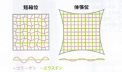 筋膜の模式図